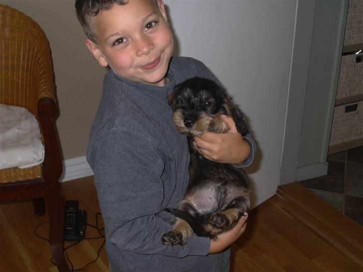 Gravhund Pedro - Lille Pedro vises frem billede 6