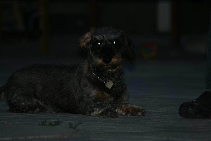 Gravhund Pedro - Ja, her er det mig som styrer! billede 7