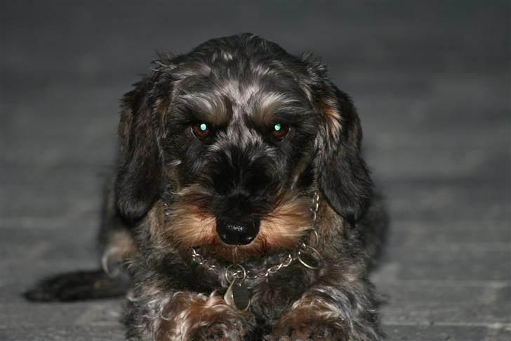 Gravhund Pedro - Er jeg ikke bare sød? billede 8