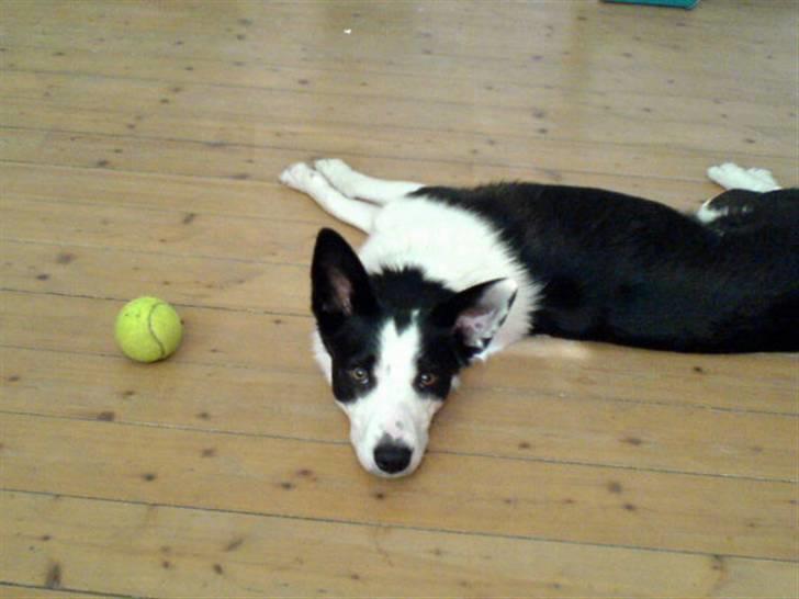 Blanding af racer Shamuk  (Bette) - Hva vil du nuuu...! billede 1