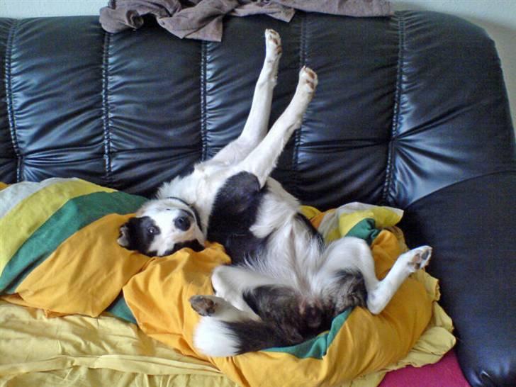 Blanding af racer Shamuk  (Bette) - Arrrrrh..... dejlig afslapning. :o) billede 2