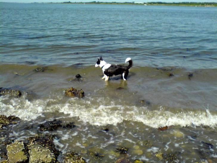 Blanding af racer Shamuk  (Bette) - Bette ved vandet. billede 3