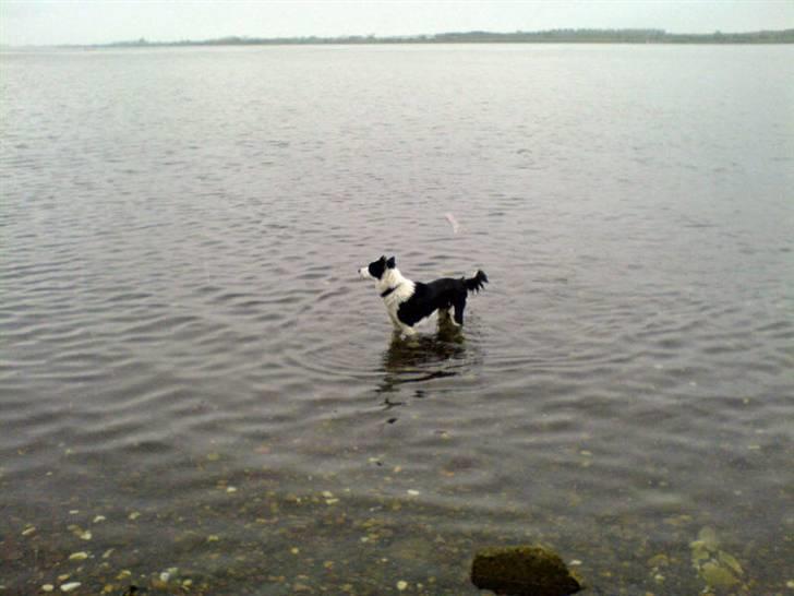 Blanding af racer Shamuk  (Bette) - Bette ved vandet. billede 4