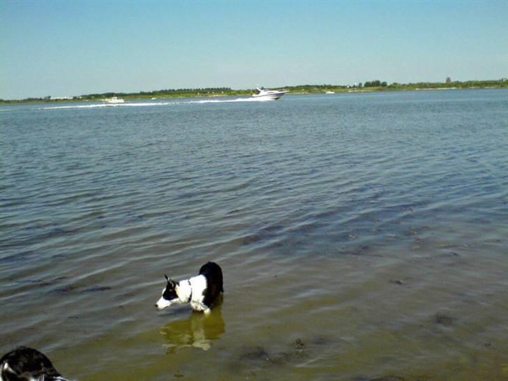 Blanding af racer Shamuk  (Bette) - Bette ved vandet. billede 5