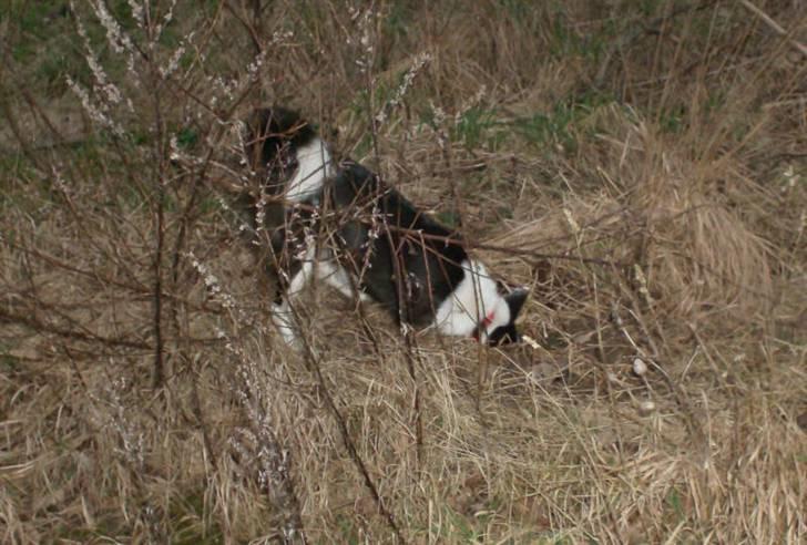 Blanding af racer Shamuk  (Bette) - Kom uuuuud lille muuuus - jeg ved du er deriiiiinde..  billede 6