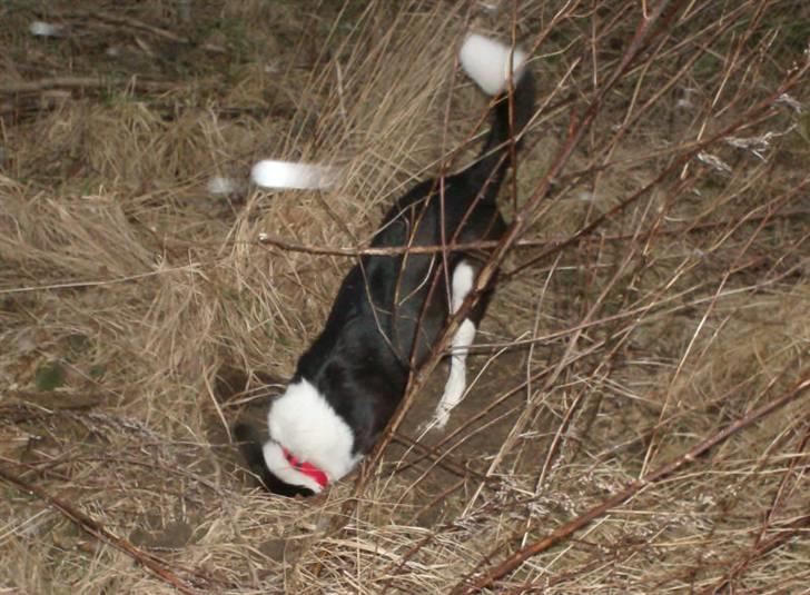 Blanding af racer Shamuk  (Bette) - Hallooooooo kom nu ud.... billede 7