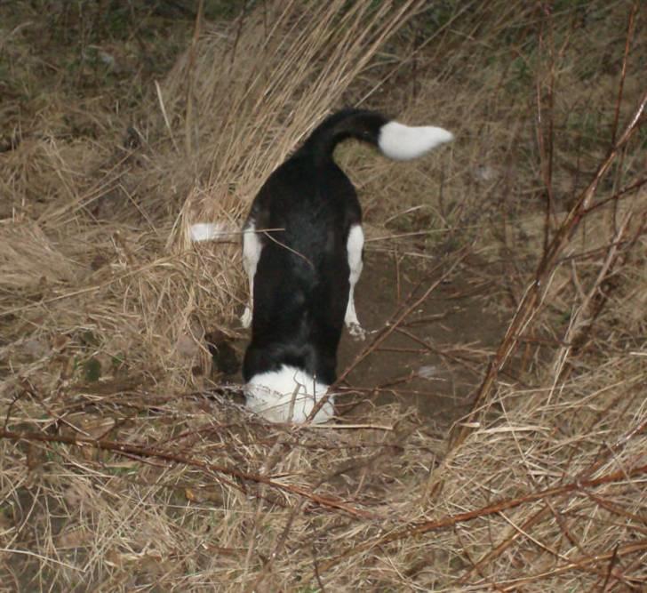 Blanding af racer Shamuk  (Bette) - Hmmmm... Gad vide om der ikke er nogen hjemme...? billede 8