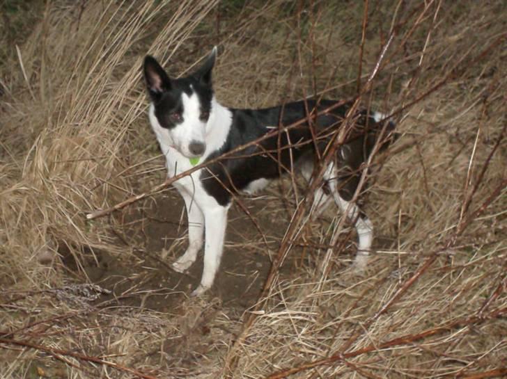 Blanding af racer Shamuk  (Bette) - Så stjæler jeg sgi deres mad.. Hehe.... billede 9