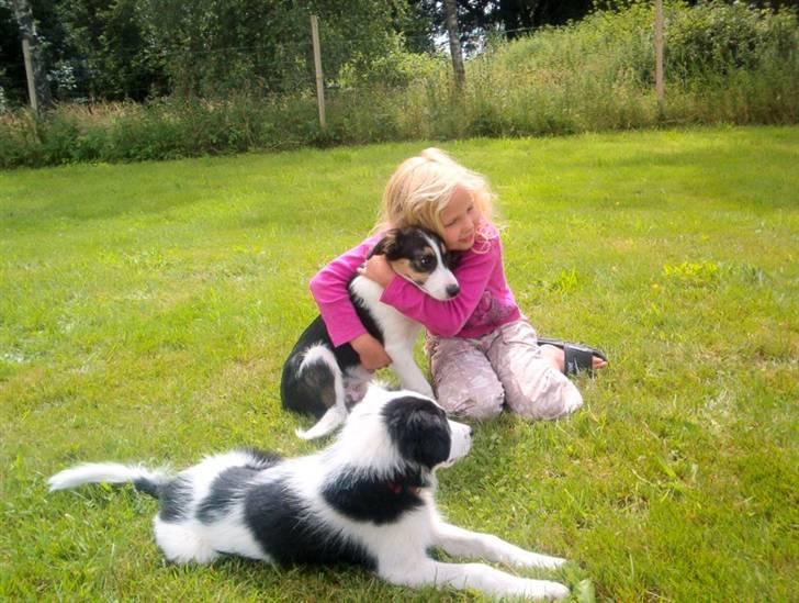 Border collie Xena - Sandie Tjalfe og Xena. :o)) billede 13