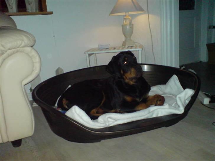 Rottweiler Cæsar billede 14