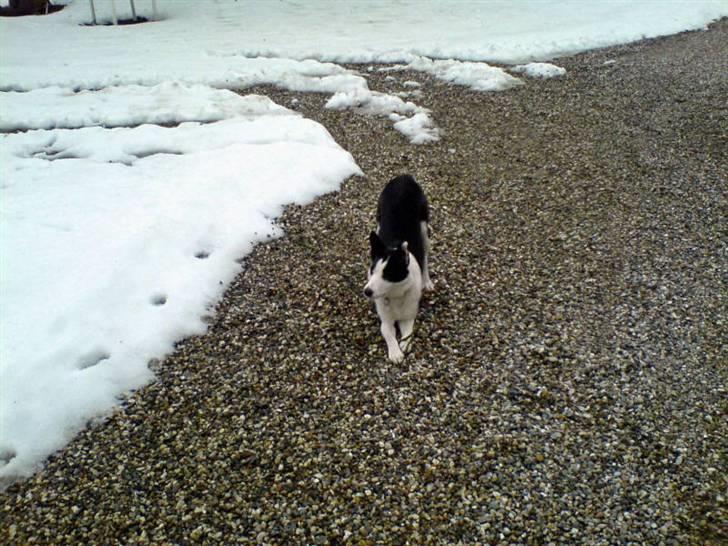 Blanding af racer Shamuk  (Bette) billede 10