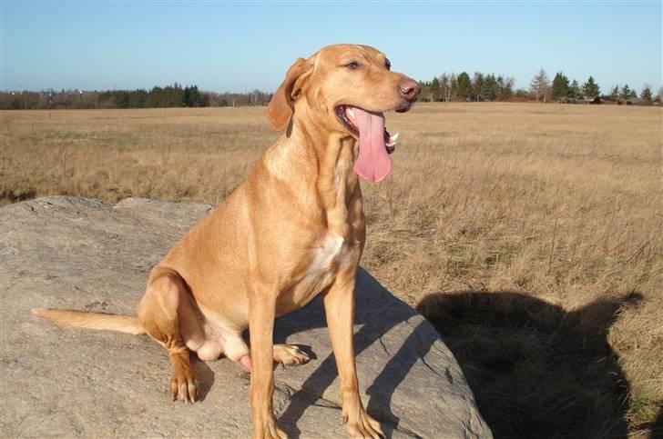 Blanding af racer Xaro billede 1