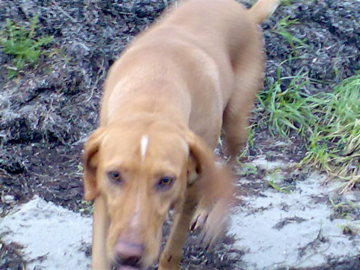 Blanding af racer Xaro - Xaro på stranden billede 2