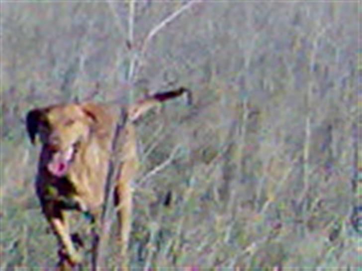 Blanding af racer Xaro - Fuld firspring på marken billede 3