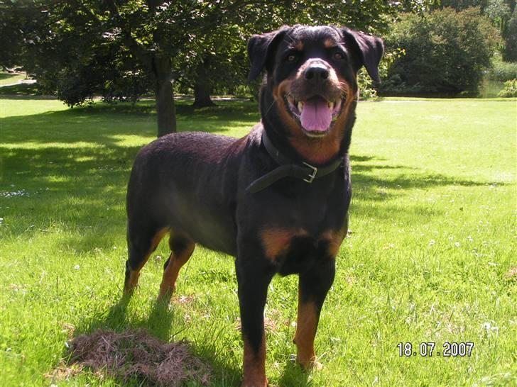 Rottweiler Malou (1997-2008) - i botanisk have... billede 16