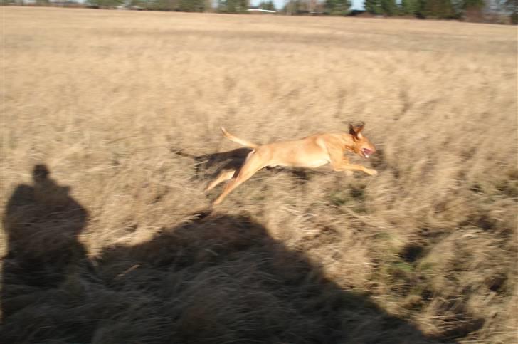 Blanding af racer Xaro billede 4