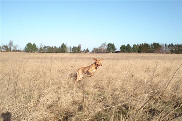 Blanding af racer Xaro billede 5