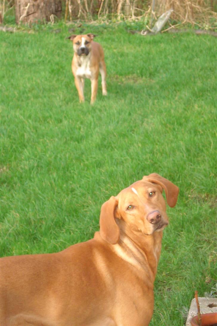 Blanding af racer Xaro billede 6