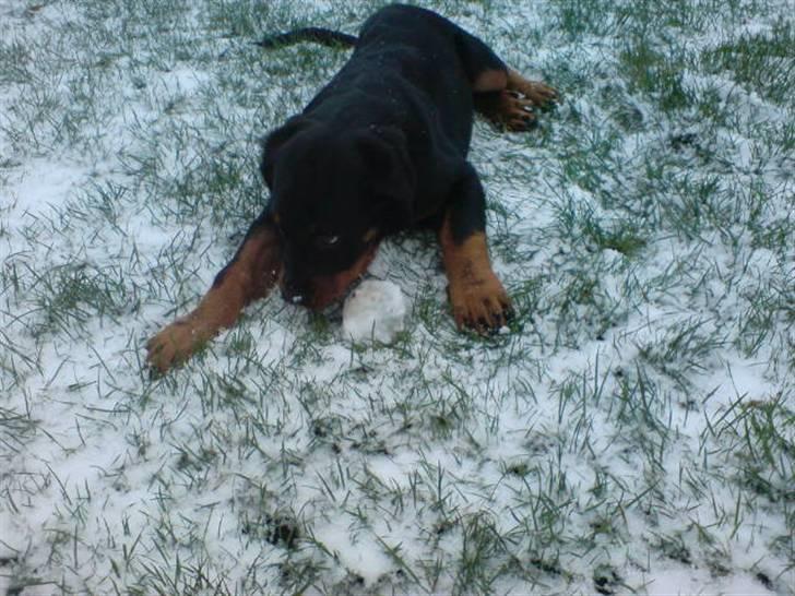 Rottweiler Cæsar - Så fik jeg oplevet hvad det hvide stads var for noget :-) billede 15