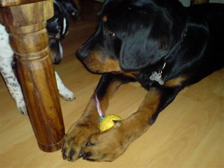 Rottweiler Cæsar - Min bedste legekammerat Freja og mig :-) billede 16
