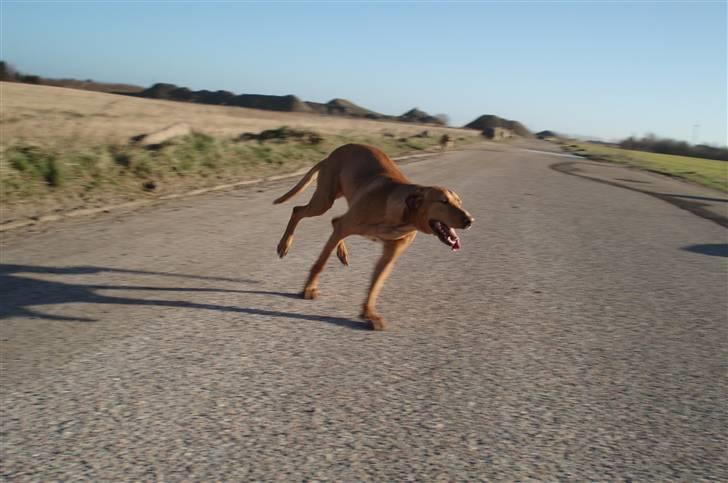 Blanding af racer Xaro billede 7