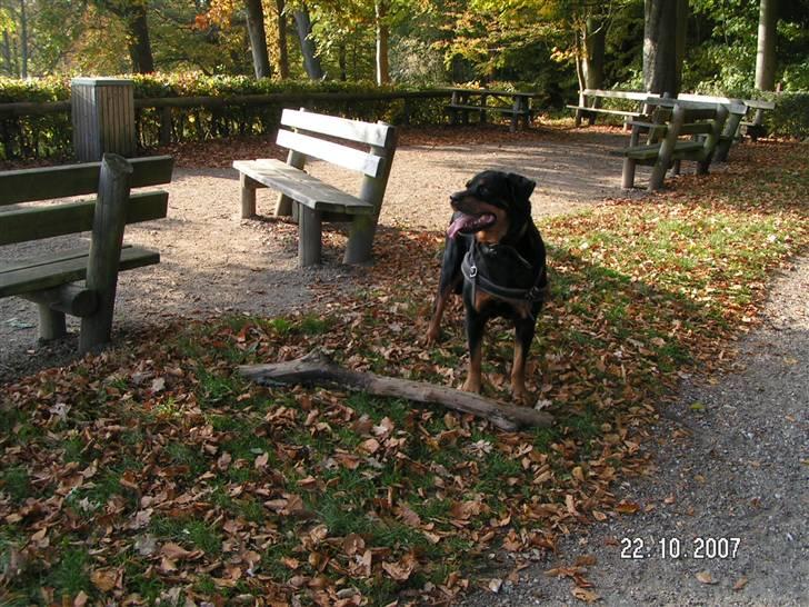 Rottweiler Malou (1997-2008) - ved den permenente... billede 17