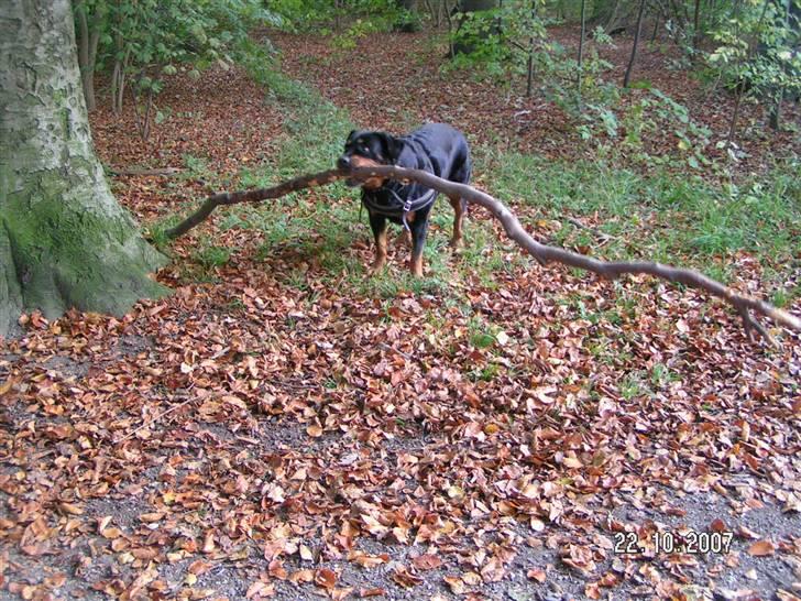 Rottweiler Malou (1997-2008) - stur stur pind..... billede 18