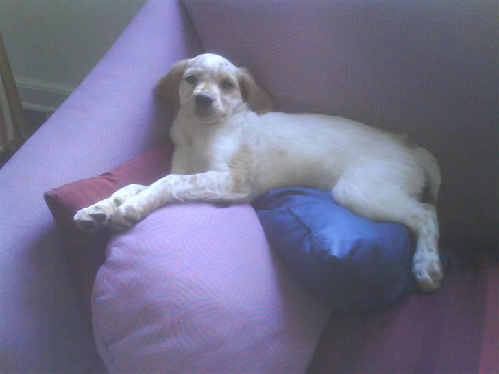 Breton Mille - årrr lad mig nu sove billede 1