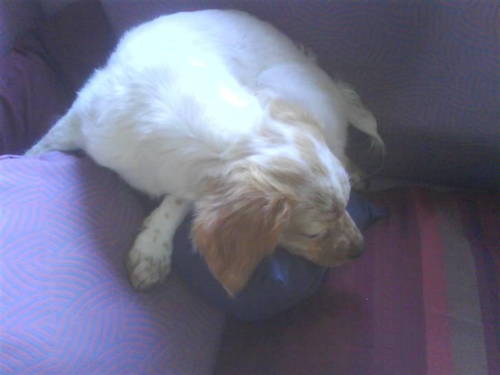 Breton Mille - av hvem bed mig          billede 2