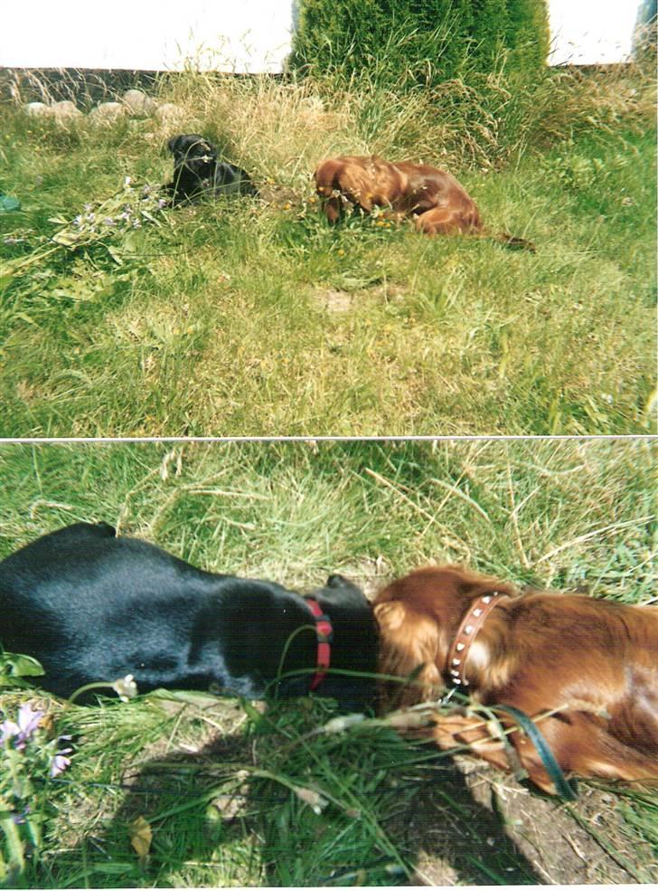 Dværggravhund MILA - mila og thy 2004 billede 19