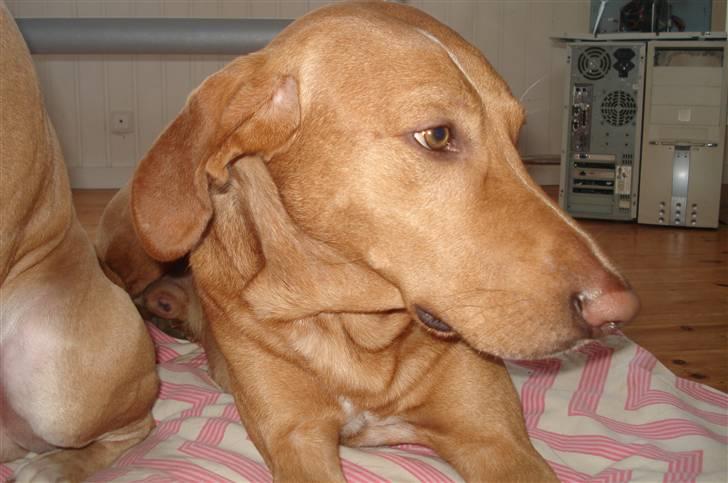 Blanding af racer Xaro billede 11