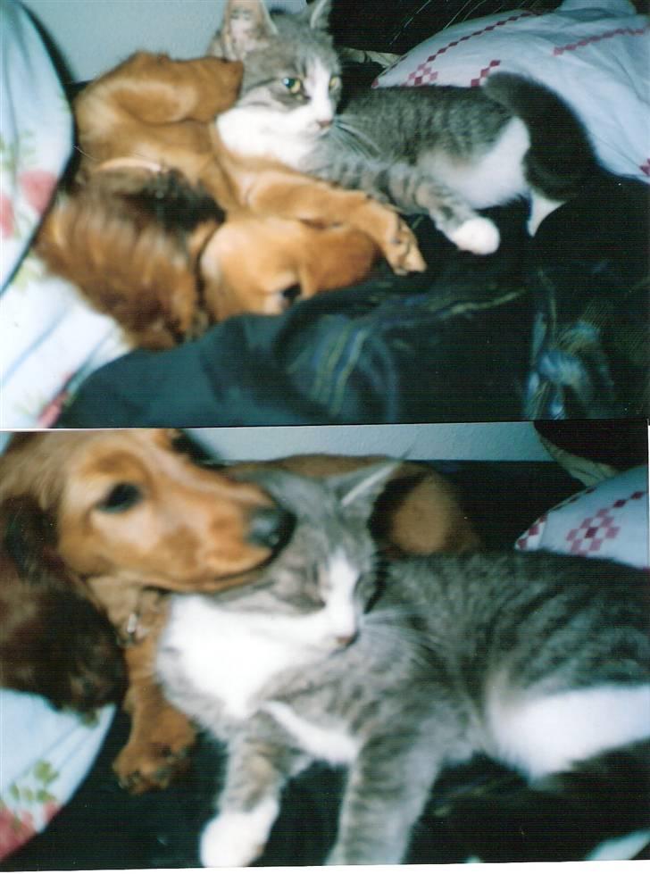 Dværggravhund MILA - mila og blomst  2003 billede 20