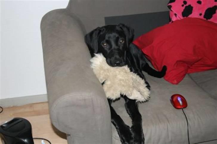 Blanding af racer Rosa billede 10