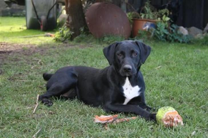 Blanding af racer Rosa billede 11