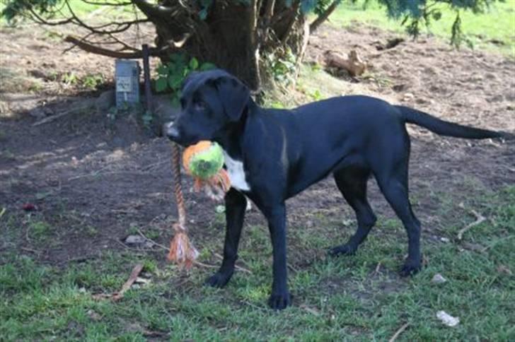 Blanding af racer Rosa billede 12