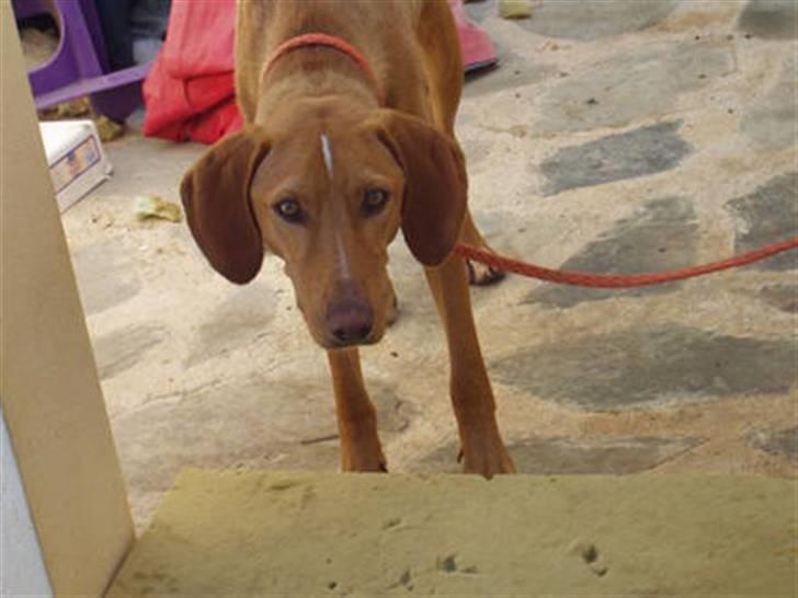 Blanding af racer Xaro - Min lille dreng var så sulten og alene billede 12