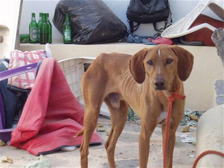 Blanding af racer Xaro - Godt, du ligger hjemme på dit tæppe foran brændeovnen nu, min lille dreng! billede 13