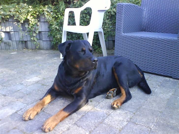 Rottweiler Bamse - død. billede 1