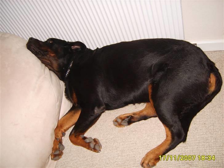 Rottweiler Bamse - død. billede 2