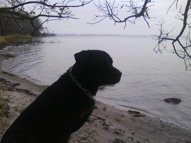 Rottweiler Bamse - død. billede 3