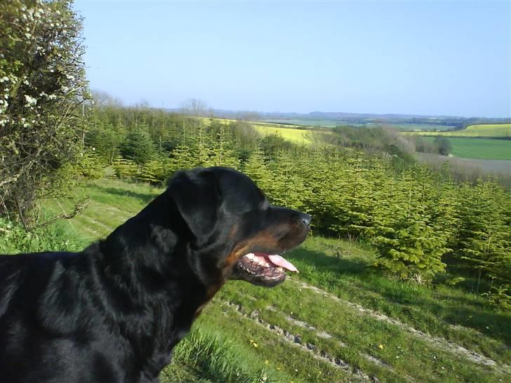 Rottweiler Bamse - død. billede 4