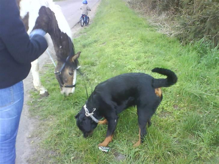 Rottweiler Bamse - død. billede 5