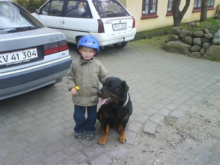 Rottweiler Bamse - død. billede 6