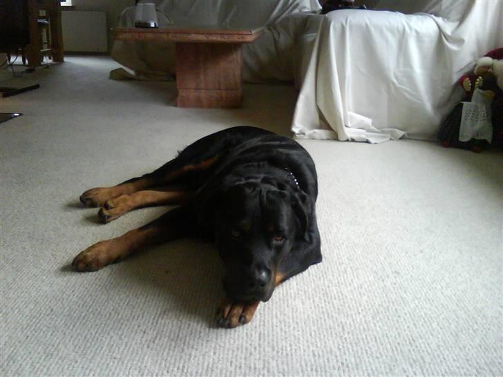 Rottweiler Bamse - død. billede 7