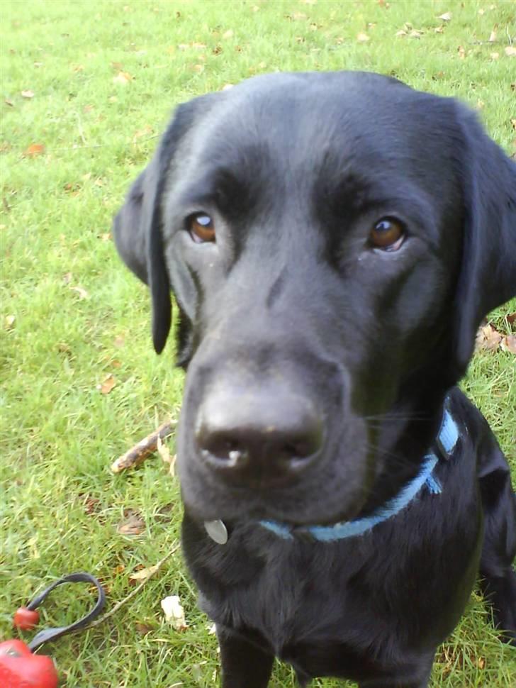 Labrador retriever Simba billede 14