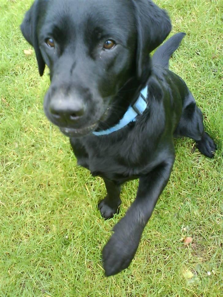 Labrador retriever Simba billede 15