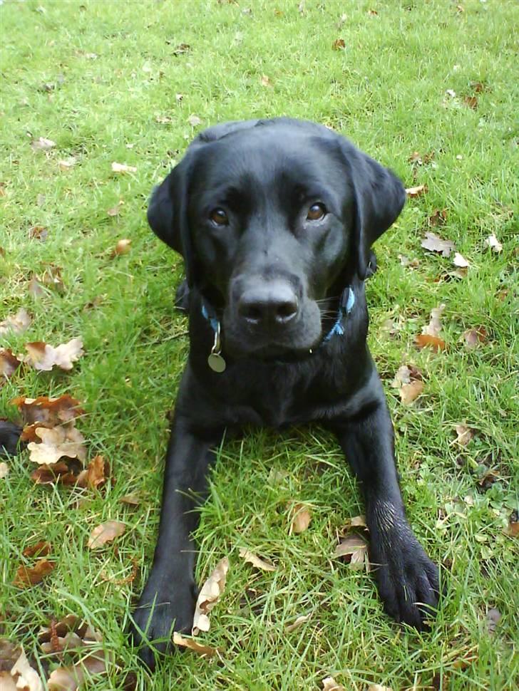 Labrador retriever Simba billede 16