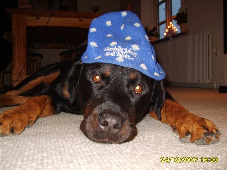 Rottweiler Bamse - død. billede 8