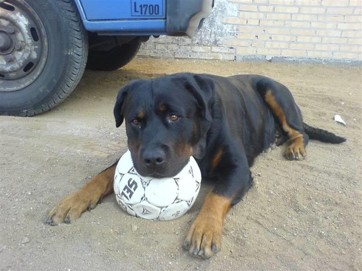 Rottweiler Bamse - død. billede 9