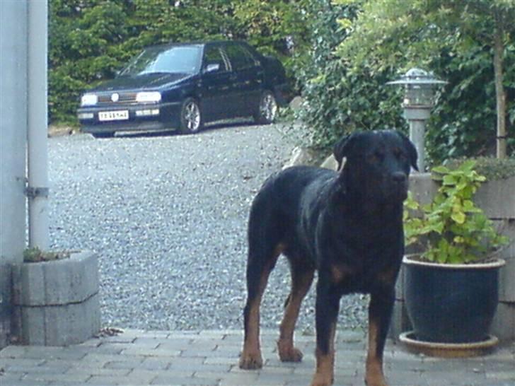 Rottweiler Bamse - død. billede 10